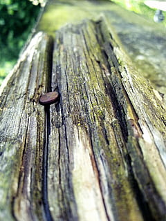 Holzmaserung, Baum, Struktur, Holz, Korn, Baum, Struktur, Holz Textur, Baumgitter, Zaun, Wald, Nagel, Zaunpfosten, Gartenzaun, braun, Holzzaun, Natur, verwittert, Latten, Tafel, rustikal, Textur, Holz - Material, Nahansicht, Tag, draußen, keine Leute, texturiert, selektiver Fokus, Muster, alt, Fokus auf den Vordergrund, Rau, Metall, Brett, geknackt, Bauholz, 2K, CC0, gemeinfrei, lizenzfrei
