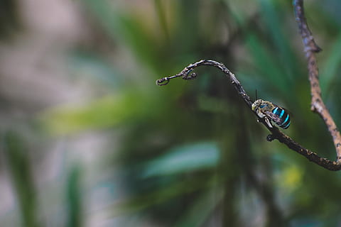 grunt, fokus fotografering, blå, svart, stripete, Bie, selektiv, teal bee perching, brun, gren, bug, fly, tre, anlegg, blad, insekt, grønn, ett dyr, dyre temaer, dyr, dyreliv, dyr i naturen, natur, fokusere på forgrunnen, virveldyr, ingen folk, dag, fugl, nærbilde, vann, utendørs, selektiv fokusering, perching, 2K, CC0, offentlig domene, opphavsrett gratis