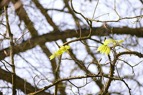 primavera, próximamente, viniendo, pronto, rama, árbol, invierno, naturaleza, temperatura fría, nieve, planta, centrarse en primer plano, belleza en la naturaleza, vista de ángulo bajo, crecimiento, nadie, de cerca, día, tranquilidad, vulnerabilidad, fragilidad, flor, al aire libre, 5K, CC0, dominio público, libre de derechos