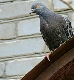colom, cornisa, primavera, ocell, vertebrats, un animal, temes d'animals, animals a la natura, animal, fauna animal, posat, dia, cap gent, centrar-se en primer pla, primer pla, a l'aire lliure, naturalesa, funció de construcció de parets, material de fusta, vista d’angle baix, barana, arquitectura, 1080P, CC0, domini públic, lliure de regalies