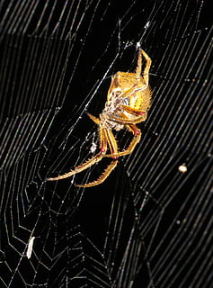 insetto, macro, ragno, Quindio, temi animali, animale, fauna selvatica, un animale, invertebrato, ragnatela, animali allo stato selvatico, avvicinamento, aracnide, artropodo, fragilità, nessuno, natura, vulnerabilità, concentrarsi sulle conoscenze acquisite, all'aperto, sopravvivenza, zoologia, gamba animale, web, marino, 4K, CC0, dominio pubblico, privo di copyright