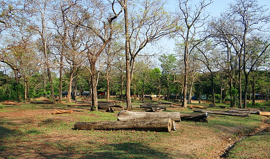 logare, silvicultură, lemn, cherestea, Buturuga, pădure, teanc, depozit, Dandeli, Karnataka, India, copac, natură, în aer liber, plantă, creştere, liniște, nici o persoana, teren, zi, parc, frumusețe în natură, scaun, trunchi de copac, o scenă liniștită, trompă, cer, bancă, Culoarea verde, parc - om spațiu făcut, iarbă, Banca din parc, 4K, CC0, domeniu public, fără drepturi de autor