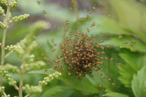 girar, naturalesa, macro, web, error, primer pla, teranyina, planta, creixement, color verd, bellesa a la natura, cap gent, full, dia, enfocament selectiu, part de la planta, a l'aire lliure, temes d'animals, animal, grup d’animals, menjar, menjar i beguda, fauna animal, fruita, arbre, 2K, CC0, domini públic, lliure de regalies