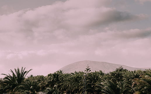 Low-Light-Foto, Wald, Vorderseite, Berg, grüne Bäume, Lanzarote, Baum, Landschaft, Natur, Himmel, szenen, wolke - himmel, Reiseorte, keine Leute, Palme, draußen, Pflanze, Szenen - Natur, tropisches Klima, Schönheit in der Natur, Land, Ruhe, Nicht-städtische Szene, ruhige Szene, Wachstum, Umgebung, Reiseziele, Gipfel, 5K, CC0, gemeinfrei, lizenzfrei