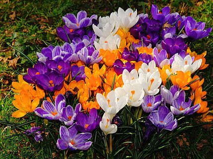 orange, white, purple, petaled flowers, flowers, crocus, spring, bloom, early bloomer, meadow, nature, garden, flower meadow, harbinger of spring, close, colorful, flowering plant, flower, plant, fragility, petal, vulnerability, freshness, beauty in nature, growth, close-up, flower head, inflorescence, field, iris, land, day, no people, outdoors, springtime, flowerbed, bunch of flowers, 4K, CC0, public domain, royalty free
