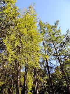 Wald, Baum, blauer Himmel, Unterseite, Aussicht, Untersicht, Pflanze, Landschaft, Himmel, Blau, Natur, Kiefer, Herbst, Wachstum, Schönheit in der Natur, Ruhe, Flachwinkelansicht, Land, grüne Farbe, Tag, keine Leute, ruhige Szene, Szenen - Natur, Veränderung, Baumstamm, draußen, Baumkrone, 4K, CC0, gemeinfrei, lizenzfrei