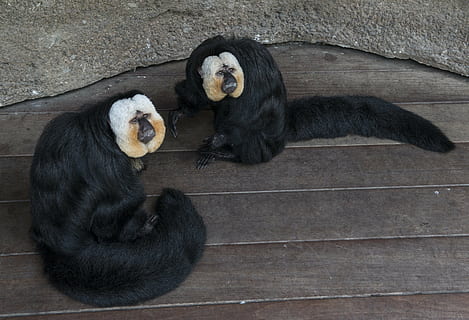 micos, saki, captivitat, primats, animals, pelut, cara blanca, mamífers, naturalesa, piràmide de la selva tropical, jardins malhumorats, galveston, texas, primat, mamífer, mico, color negre, cap gent, fauna animal, vertebrats, un animal, animals a la natura, estirat, vista d’angle alt, zoo, dia, 5K, CC0, domini públic, lliure de regalies