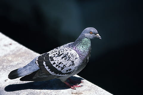 colom, ocell, paret, vertebrats, fauna animal, un animal, animals a la natura, colom - ocell, cap gent, naturalesa, primer pla, dia, llum solar, posat, a l'aire lliure, part del cos dels animals, centrar-se en primer pla, longitud completa, color plata, marí, 1080P, CC0, domini públic, lliure de regalies
