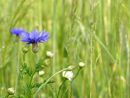 blauet, flors, blat de moro, estiu, poble, flors silvestres, blau, flors blaves, flor, naturalesa, bluebottle, flor blava, agricultura, prat, camp, planta amb flors, planta, frescor, bellesa a la natura, fragilitat, primer pla, color verd, vulnerabilitat, creixement, porpra, cap gent, sense cultiu, cap de flor, enfocament selectiu, tija de la planta, primavera, a l'aire lliure, 2K, CC0, domini públic, lliure de regalies