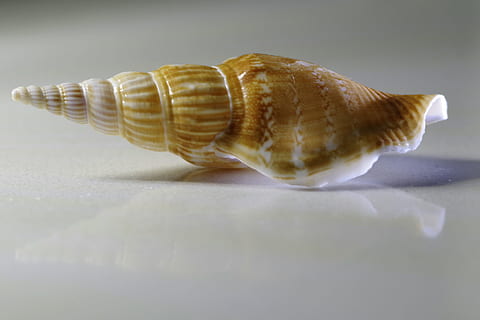 zeeschelp, schelp, spiraal, schulp, macro, slak, scherp, bruin, reflectie, stilleven, ornament, calcium, detailopname, geen mensen, één dier, studio opname, dierlijke thema's, dag, binnenshuis, dierenleven, enkel object, voedsel, dier, eten en drinken, dieren schaal, selectieve aandacht, dieren in het wild, schaduw, zoet eten, natuur, marinier, 5K, CC0, publiek domein, royaltyvrij