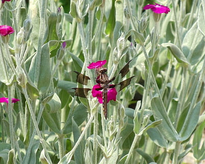 guldsmed, insekt, vinge, flyve, sommer, vild, have, skrøbelighed, mosquito hawk, antenne, larve, skadedyr, vækst, blomst, kun kvinder, natur, kun voksne, dag, plante, blomstrende plante, skønhed i naturen, friskhed, kronblad, sårbarhed, tæt på, blomsterhoved, lyserød farve, blad, plante del, ingen mennesker, grøn farve, blomsterstand, udendørs, lilla, bestøvning, 720P, CC0, offentligt domæne, royaltyfrie