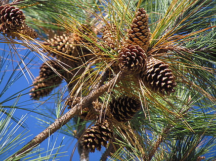 โคนต้นสน, ต้นไม้, เขียวตลอดปี, รูปกรวย, ต้นสน, สีเขียว, เรียบร้อย, pinecones, สาขา, ปลูก, ธรรมชาติ, ไม่มีคน, การเจริญเติบโต, มุมมองที่ต่ำ, วัน, ใกล้ชิด, ความงามในธรรมชาติ, กลางแจ้ง, ที่ได้ถูกแทง, มุ่งเน้นไปที่เบื้องหน้า, สีน้ำตาล, แสงแดด, ท้องฟ้า, แห้ง, รับประทานอาหารเพื่อสุขภาพ, อาหารและเครื่องดื่ม, เข็ม - ส่วนพืช, ต้นไม้ต้นสน, แหลมคม, 4K, CC0, โดเมนสาธารณะ, ค่าลิขสิทธิ์ฟรี