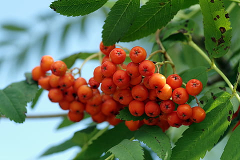 Rowan, tufiș, copac, ramuri, fruct, roșu, fructe de padure, bile, natură, verde, plantă, frunziş, lăstar, frunze, mancare si bautura, parte a plantelor, alimente, mâncat sănătos, creştere, prospeţime, boabe de fructe, a închide, să se concentreze asupra primelor elemente, rowanberry, nici o persoana, zi, bunăstare, buchet, copt, în aer liber, 5K, CC0, domeniu public, fără drepturi de autor