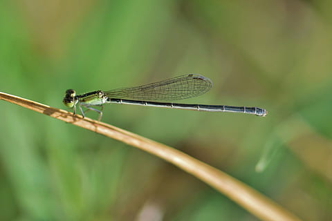damselfly, insectă, insectoidă, înaripat, gândac, insectă zburatoare, insectă înțepată, a închide, creatură, animale sălbatice, entomologie, artropod, biologie, faună, natură, zygoptera, animale tematice, nevertebrat, un animal, animal, animale în sălbăticie, animal aripă, să se concentreze asupra primelor elemente, plantă, zi, nici o persoana, libelulă, în aer liber, Culoarea verde, plante stem, selectiv, fir de iarbă, ochi de animale, 4K, CC0, domeniu public, fără drepturi de autor