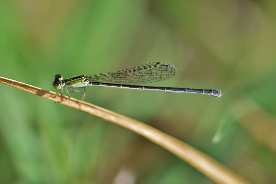 senyoreta, insecte, insectoide, alat, error, insecte volador, insecte alat, primer pla, criatura, vida salvatge, entomologia, artròpode, biologia, fauna, naturalesa, zigòpters, temes d'animals, invertebrat, un animal, fauna animal, animal, animals a la natura, ala dels animals, centrar-se en primer pla, planta, dia, cap gent, libèl·lula, a l'aire lliure, color verd, tija de la planta, enfocament selectiu, fulla d'herba, ull d’animals, 4K
