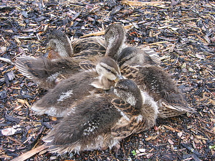 pulcini, piccolo, anatre, lanugine, fame, animale, temi animali, fauna selvatica, vista dall'alto, animali allo stato selvatico, vertebrato, terra, gruppo di animali, giovane animale, campo, natura, uccello, nessuno, giorno, giovane uccello, mammifero, all'aperto, foglia, comportamento animale, famiglia di animali, 2K, CC0, dominio pubblico, privo di copyright