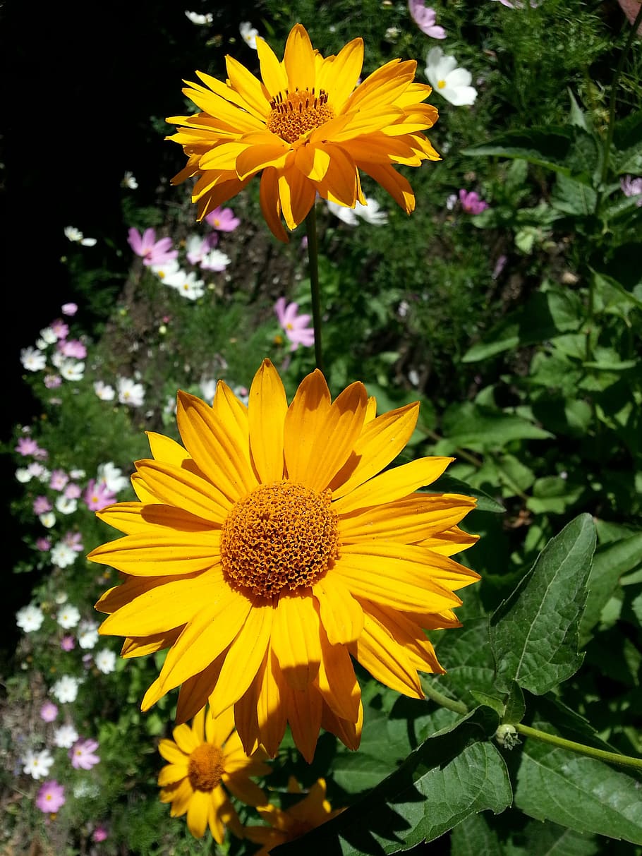 fiori, giallo, petali, stami, soleggiato, macro, fiore, freschezza, pianta fiorita, pianta, vulnerabilità, fragilità, petalo, bellezza nella natura, crescita, testa di fiore, infiorescenza, polline, avvicinamento, natura, nessuno, concentrarsi sulle conoscenze acquisite, parte vegetale, foglia, giorno, all'aperto, girasole, gazania, 2K