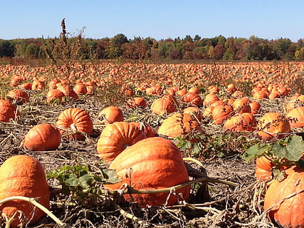 squash veld, pompoenen, veld-, herfst, vallen, halloween, vakantie, dankzegging, seizoen, oogst, groente, vers, landbouw, buitenshuis, november, oktober, oranje, tuin-, pompoen patch, landelijk, produceren, gewas, biologisch, voedsel, pompoen, eten en drinken, land-, landschap, fabriek, Oranje kleur, gezond eten, dag, landelijke scène, natuur, geen mensen, groei, milieu, versheid, overvloed, grote groep objecten, rijp, 2K, CC0, publiek domein, royaltyvrij