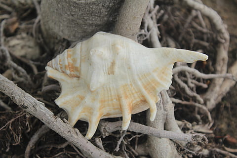cargol, mollusca, shell, exosquelet, primer pla, cap gent, naturalesa, a l'aire lliure, dia, fong, centrar-se en primer pla, planta, terra, animal, os, part del cos dels animals, camp, arbre, fauna animal, creixement, Color blanc, crani d’animals, vista d’angle alt, 5K, CC0, domini públic, lliure de regalies