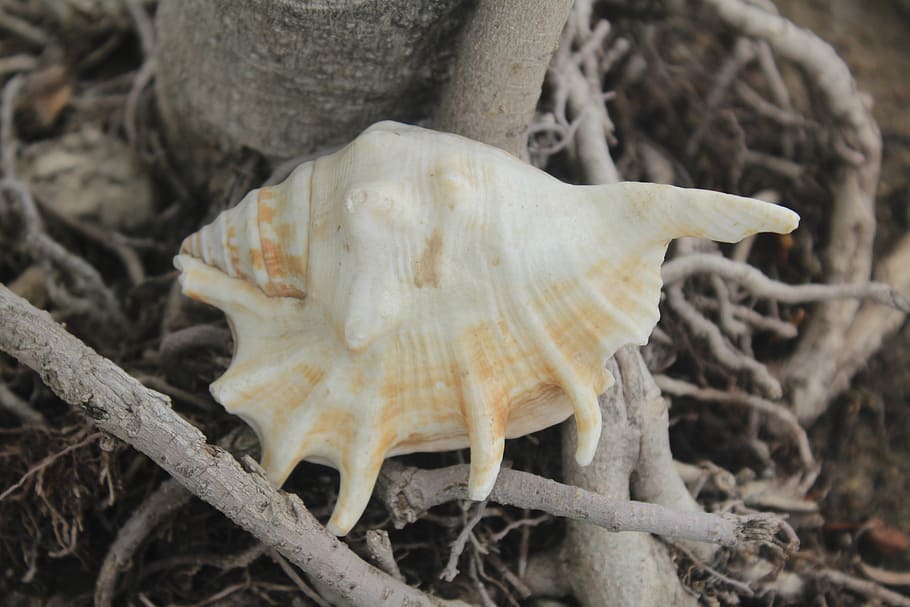 cargol, mollusca, shell, exosquelet, primer pla, cap gent, naturalesa, a l'aire lliure, dia, fong, centrar-se en primer pla, planta, terra, animal, os, part del cos dels animals, camp, arbre, fauna animal, creixement, Color blanc, crani d’animals, vista d’angle alt, 5K