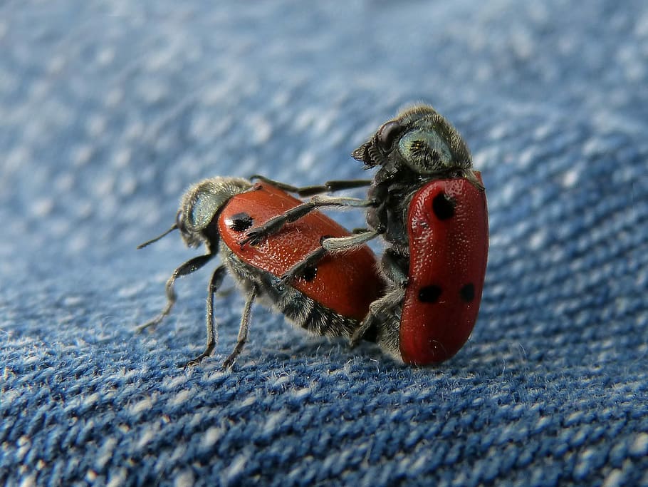 Paarung, Kopulation, Paarung, Kopulation, Mylabris quadripunctata, Marienkäfer, Käfer Meloideo, Detail, ein Tier, Tierthemen, Tiere in freier Wildbahn, Nahansicht, Tierwelt, keine Leute, Tier, wirbellos, Insekt, Natur, selektiver Fokus, rot, Tag, draußen, Gliederfüßer, Tierkörperteil, in voller Länge, Zoologie, Krabbe, Auge, Tierauge, Marine, 1080P