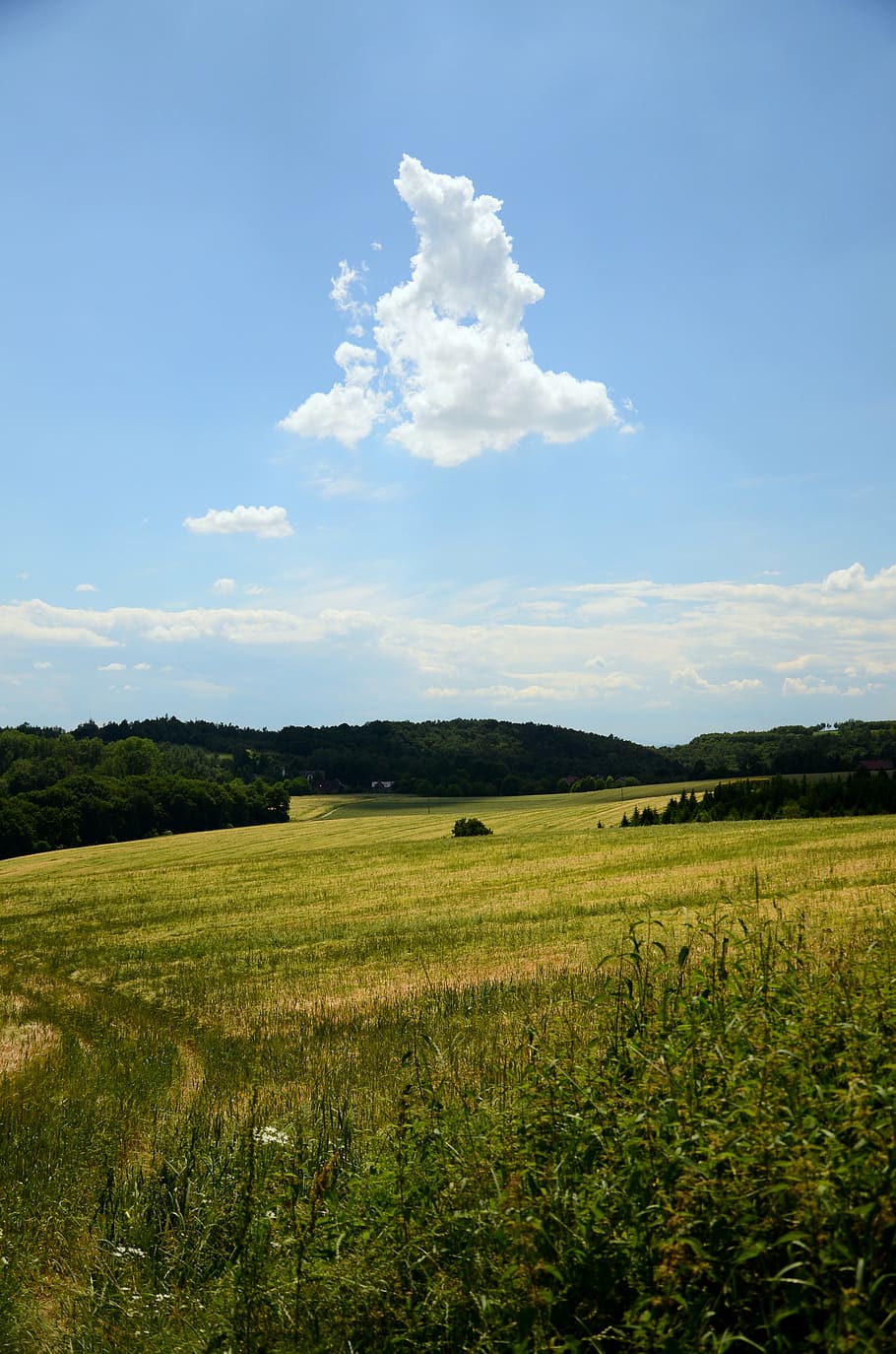 camp, núvol, paisatge, vista, naturalesa, polyana, cel, estiu, el rerefons, medi ambient, terra, escena tranquil·la, escenics - natura, núvol - cel, tranquil·litat, planta, bellesa a la natura, creixement, herba, color verd, cap gent, escena rural, dia, arbre, escena no urbana, a l'aire lliure, 4K