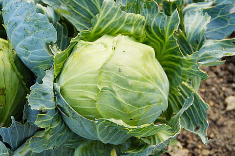 varza de varza, timpul zilei, fard de ochi, varză, legume verzi, verde, legume, patch-uri de legume, alimente, vegetal, mâncat sănătos, mancare si bautura, prospeţime, Culoarea verde, frunze, parte a plantelor, bunăstare, creştere, agricultură, camp, plantă, nici o persoana, organic, natură, teren, zi, gradina de legume, a închide, în aer liber, gradinarit, 5K, CC0, domeniu public, fără drepturi de autor
