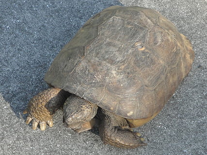 Tortoise, Turtle, Animal, reptile, wildlife, animal Shell, nature, endangered Species, one animal, tortoise shell, animal themes, animal wildlife, animals in the wild, vertebrate, shell, high angle view, rock, close-up, rock - object, no people, solid, sea, amphibian, marine, 1080P, CC0, public domain, royalty free