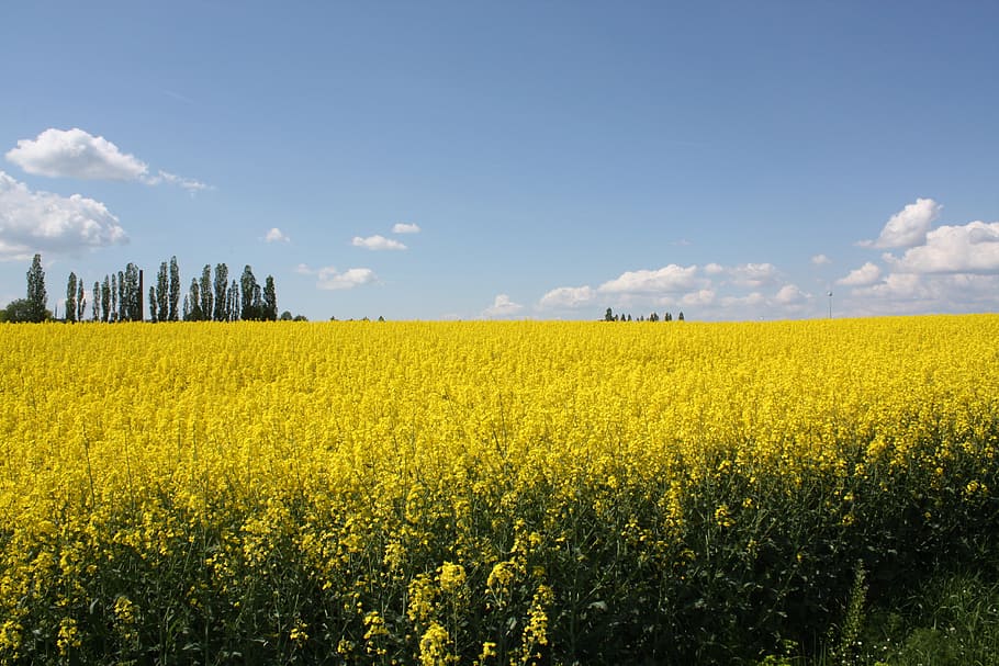 ampli, dom, camps, groc, camp, art, estiu, paisatge, cel, planta, terra, agricultura, bellesa a la natura, núvol - cel, creixement, escenics - natura, medi ambient, escena rural, naturalesa, flor, tranquil·litat, cultiu, escena tranquil·la, colza, planta amb flors, cap gent, a l'aire lliure, primavera, madur, 4K