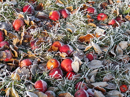 frost, vinter, eple, nedfallsfrukt, vinter, eple, rimfrost, mat og Drikke, frukt, natur, dag, høst, eple - frukt, mat, spise sunt, friskhet, ingen folk, anlegg, rød, land, velvære, felt, grønnsak, vekst, blad, plante del, høy vinkel visning, tørke, 4K, CC0, offentlig domene, opphavsrett gratis