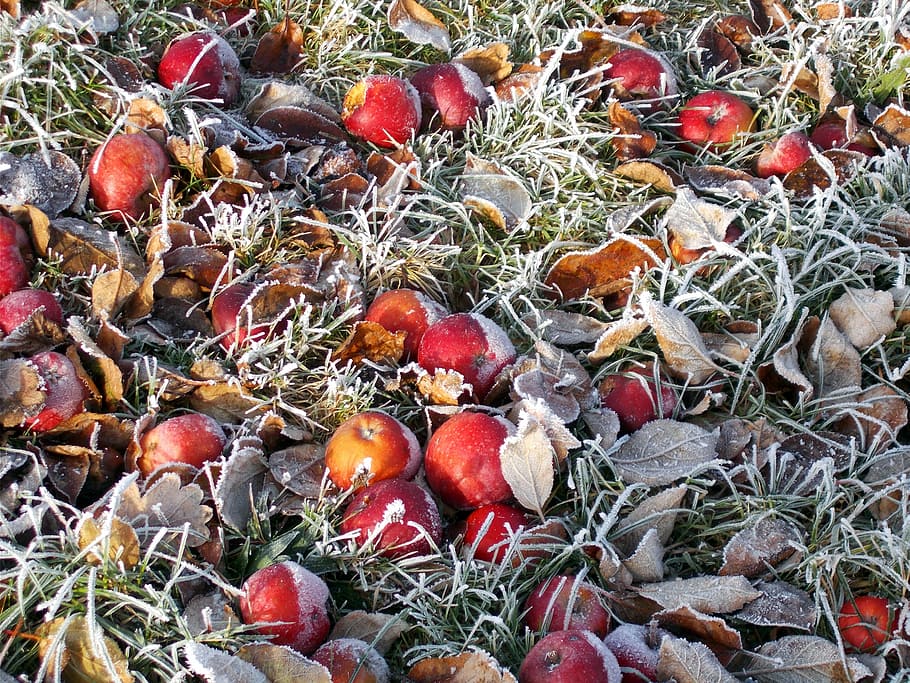 gelades, hivern, poma, inesperat, hivern, poma, brisa, menjar i beguda, fruita, naturalesa, dia, tardor, fruita de poma, menjar, alimentació saludable, frescor, cap gent, planta, vermell, terra, benestar, camp, vegetals, creixement, full, part de la planta, vista d’angle alt, sec, 4K