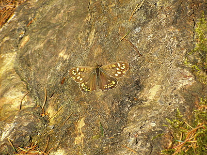 Schmetterling, braun, Baumwurzel, Wald, Baum, Wurzel, Natur, wunderschönen, Frühling, Sonne, ein Tier, Tierthemen, keine Leute, Tiere in freier Wildbahn, Tierwelt, Leben im Meer, Tier, High Angle View, wirbellos, Tierflügel, Insekt, Tag, Nahansicht, Schönheit in der Natur, Schmetterling - Insekt, solide, Rock, Pflanze, draußen, Rock - Objekt, 4K, CC0, gemeinfrei, lizenzfrei