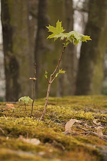 ahorntræ, glide, ahorn, Baumchen, dyrke, skud, ung, grøn, græs, natur, landskab, tæt, mos, træ, forår, plante, vækst, selektiv fokusering, dag, blad, ro, plante del, ingen mennesker, jord, skønhed i naturen, tæt på, Mark, udendørs, grøn farve, træstamme, Skov, bagagerum, overflade niveau, lave om, blade, 5K, CC0, offentligt domæne, royaltyfrie