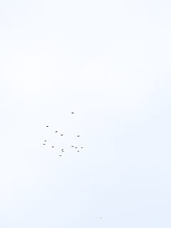 volante, uccello, chiaro, cieli, Senza titolo, natura, sfondi, grande gruppo di animali, sfondo bianco, girato in studio, purezza, nessuno, copia spazio, vertebrato, animale, giorno, temi animali, in casa, gruppo di animali, Colore bianco, la libertà, animali allo stato selvatico, movimento, acqua, cielo sereno, fauna selvatica, Stormo di uccelli, 4K, CC0, dominio pubblico, privo di copyright