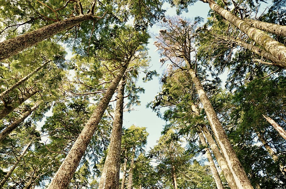 topp, lone, kjegle, fotografering av trær, tre, skog, furu, stamme, baldakin, natur, opp, gruppe, mellomrom, himmel, løvverk, Tofino, Canada, anlegg, lav vinkel visning, trestamme, vekst, skjønnhet i naturen, ro, land, dag, ingen folk, rolig scene, gren, høy - høy, naturskjønnhet - natur, grønn farge, utendørs, trebaldakin, rett under, furuskog, bambus - plante, 4K
