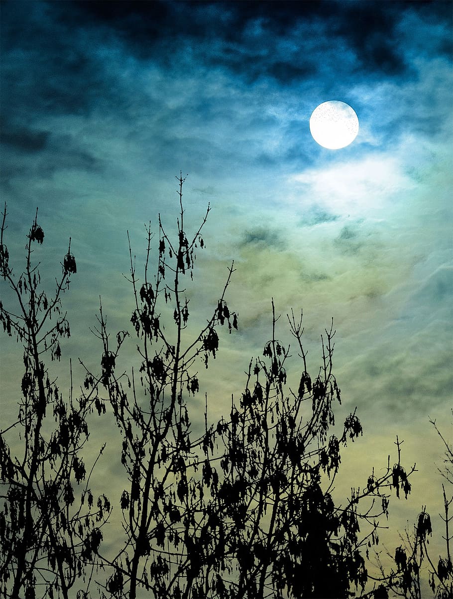 posta de sol, núvols, sortida del sol, bosc, cel, blau, paisatge, naturalesa, al matí, morgenstimmung, llum solar, sol, raig de sol, llum, místic, humor, il·luminació, tardor, mitologia, arbre, daurat, lluna, cel dramàtic, núvol - cel, planta, bellesa a la natura, vista d’angle baix, tranquil·litat, cap gent, creixement, escenics - natura, silueta, escena tranquil·la, a l'aire lliure, lluna plena, branca, vespre, Lluna planetària, llum de la lluna, 4K