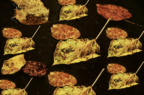 leaves, autumn, withered, pattern, fall foliage, transience, leaves in the autumn, nature, backgrounds, leaf, no people, plant part, close-up, dry, full frame, day, change, high angle view, water, outdoors, leaf vein, food and drink, plant, solid, dried, fall, natural condition, 4K, CC0, public domain, royalty free