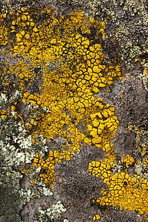 lichen, sten-, gul, plante, ingen mennesker, dag, natur, fuld ramme, skønhed i naturen, høj vinkel visning, vækst, blomst, blomstrende plante, efterår, tæt på, udendørs, lave om, baggrunde, skrøbelighed, tekstureret, friskhed, 4K, CC0, offentligt domæne, royaltyfrie