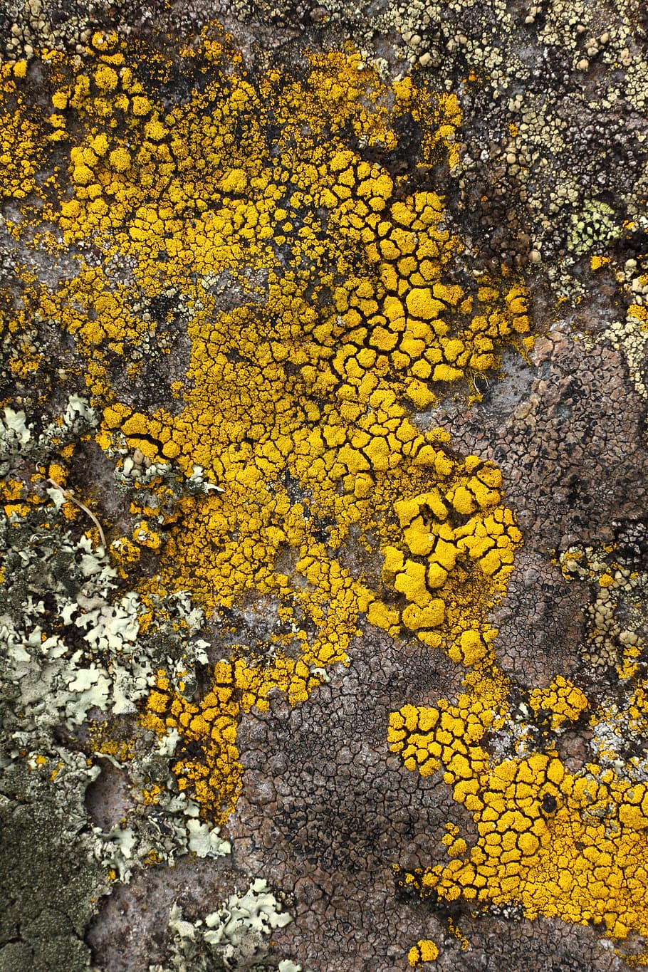 lichene, pietra, giallo, pianta, nessuno, giorno, natura, fotogramma intero, bellezza nella natura, vista dall'alto, crescita, fiore, pianta fiorita, autunno, avvicinamento, all'aperto, modificare, sfondi, fragilità, strutturato, freschezza, 4K