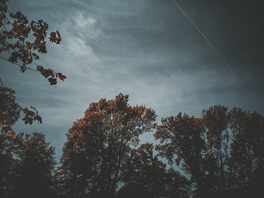 verd, arbres de fulles, núvols nimbus, durant el dia, fotografia, marró, arbres, cel, núvols, planta, naturalesa, tardor, fosc, arbre, núvol - cel, cap gent, bosc, bellesa a la natura, a l'aire lliure, dia, vista d’angle baix, creixement, tranquil·litat, escena tranquil·la, escenics - natura, silueta, escena no urbana, branca, part de la planta, canvi, copa de l'arbre, 2K