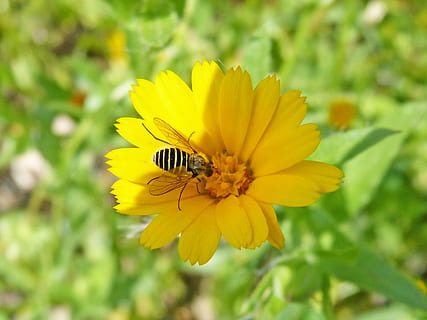 hoverfly, abella falsa, flor, libar, naturalesa, estiu, planta, planta amb flors, groc, bellesa a la natura, fragilitat, invertebrat, frescor, vulnerabilitat, pètal, cap de flor, insecte, creixement, primer pla, animals a la natura, animal, temes d'animals, fauna animal, inflorescència, un animal, cap gent, polinització, pol·len, a l'aire lliure, 1080P, CC0, domini públic, lliure de regalies