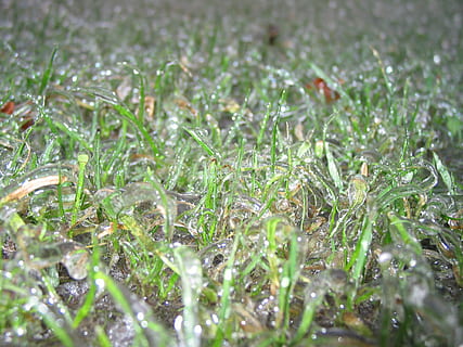 Frosset, frysende regn, kold, zing regn, græs, plante, vækst, ingen mennesker, natur, Mark, selektiv fokusering, grøn farve, jord, dag, ro, skønhed i naturen, fuld ramme, dråbe, tæt på, baggrunde, udendørs, kold temperatur, våd, overflade niveau, dug, græsblad, regndråbe, 1080P, CC0, offentligt domæne, royaltyfrie