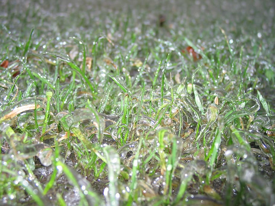 Frosset, frysende regn, kold, zing regn, græs, plante, vækst, ingen mennesker, natur, Mark, selektiv fokusering, grøn farve, jord, dag, ro, skønhed i naturen, fuld ramme, dråbe, tæt på, baggrunde, udendørs, kold temperatur, våd, overflade niveau, dug, græsblad, regndråbe, 1080P