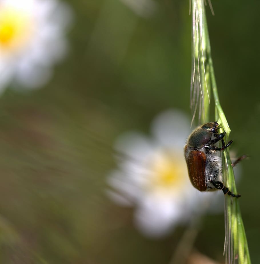 šváb, rostlina, špice, zahnutý, insecta, jednoho zvířete, zvíře, bezobratlý, zvířat, hmyz, zvířata ve volné přírodě, detail, zaměřit se na popředí, den, nikdo, Příroda, selektivní zaměření, krása v přírodě, růst, venku, zoologie, stonek rostliny, zelená barva, 2K
