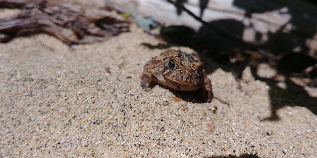 Frosch, Sonne, Strand, Land, Natur, Tierwelt, Tiere in freier Wildbahn, Sand, keine Leute, Tierthemen, Tag, ein Tier, Nahansicht, Tier, Reptil, draußen, Fokus auf den Vordergrund, Wirbeltier, Meer, selektiver Fokus, High Angle View, Schmutz, Marine, 4K, CC0, gemeinfrei, lizenzfrei