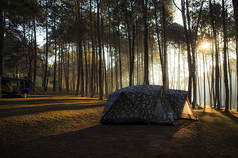 situs, kamp, hutan, pohon, menanam, alam, tanah, ketenangan, sinar matahari, batang pohon, bagasi, tenda, keindahan di alam, adegan yang tenang, pertumbuhan, bayangan, scenics - alam, tidak ada orang, hari, adegan non-urban, berkemah, di luar rumah, pohon jenis konifera, 5K, CC0, domain publik, bebas royalti