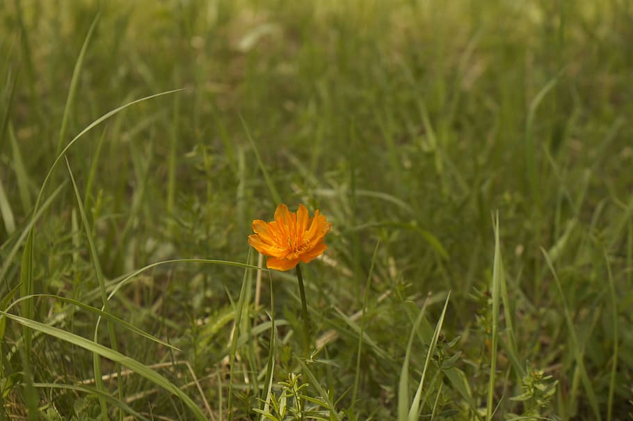 mongolia, Camí, flor, planta, planta amb flors, frescor, creixement, bellesa a la natura, fragilitat, vulnerabilitat, primer pla, naturalesa, cap de flor, terra, pètal, herba, color taronja, cap gent, inflorescència, color verd, groc, a l'aire lliure, pol·len, 2K