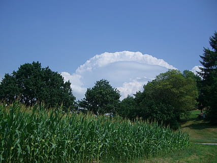 chmury, łuk chmur, niebo, niebieski, niwa, Zielony, kukurydza, pole, drzewa, Natura, roślina, drzewo, wzrost, chmura - niebo, zielony kolor, piękno natury, wylądować, spokój, scenics - natura, spokojna scena, krajobraz, dzień, żadnych ludzi, środowisko, rolnictwo, scena wiejska, przyciąć, na dworze, plantacja, 1080P, CC0, domena publiczna, darmowe zdjęcia