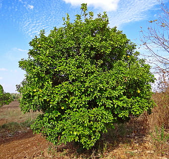 Zitronenbaum, Zitrone, Obst, Baum, hulikatti, Indien, Pflanze, Wachstum, grüne Farbe, Natur, Himmel, Schönheit in der Natur, Tag, keine Leute, Ruhe, draußen, Land, ruhige Szene, Feld, wolke - himmel, Blatt, Pflanzenteil, Szenen - Natur, Umgebung, idyllisch, 2K, CC0, gemeinfrei, lizenzfrei