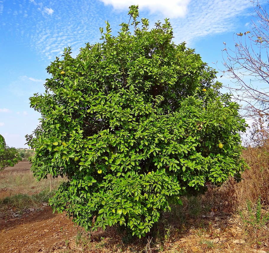 albero di limoni, cedro, frutta, albero, hulikatti, India, pianta, crescita, colore verde, natura, cielo, bellezza nella natura, giorno, nessuno, la tranquillità, all'aperto, terra, scena tranquilla, campo, nuvola - cielo, foglia, parte vegetale, scenics - natura, ambiente, idilliaco, 2K